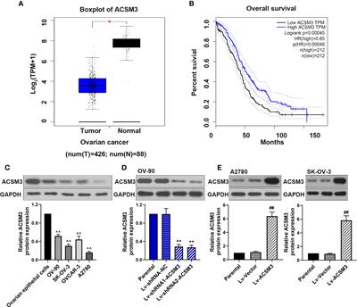 The Overexpression of Acyl-CoA Medium-Chain Synthetase-3 (ACSM3) Suppresses the Ovarian Cancer Progression via the Inhibition of Integrin β1/AKT Signaling Pathway